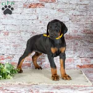 Macy, Doberman Pinscher Puppy